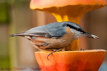 Kowalik.- #ptaki #kowalik #natura #ogrody