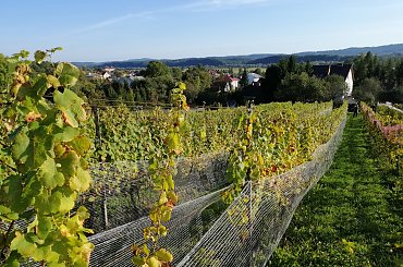 #winnicadolinasanu, #sanok, #winnica, #podkarpackie, #Podkarpacie, #winnicawSanoku, #podkarpacki szlak winnic, #winnicanaPodkarpaciu, #polskie wino, #wino z Podkarpacia, #WinnicaDolinaSanu, #sanok, #winnica, #podparpacie