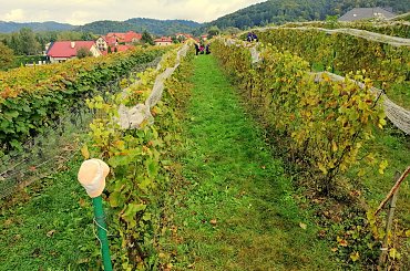 #winnicadolinasanu, #sanok, #winnica, #podkarpackie, #Podkarpacie, #winnicawSanoku, #podkarpacki szlak winnic, #winnicanaPodkarpaciu, #polskie wino, #wino z Podkarpacia, #WinnicaDolinaSanu, #sanok, #winnica, #podparpacie