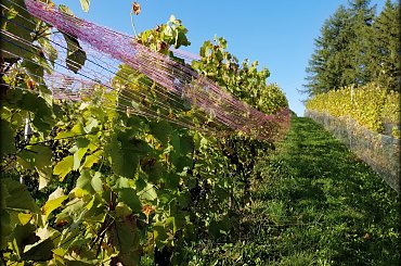 #winnicadolinasanu, #sanok, #winnica, #podkarpackie, #Podkarpacie, #winnicawSanoku, #podkarpacki szlak winnic, #winnicanaPodkarpaciu, #polskie wino, #wino z Podkarpacia, #WinnicaDolinaSanu, #sanok, #winnica, #podparpacie