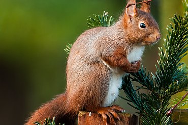 Wiewiorka.- #natura #wiewiorki