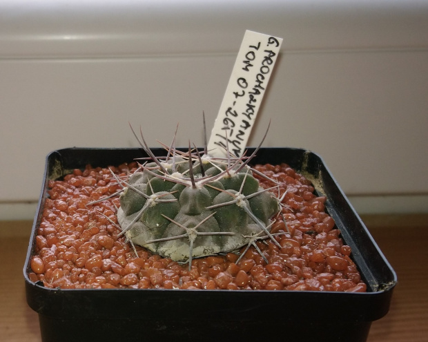 Gymnocalycium prochazkianum ssp. simile TOM 07-265/1