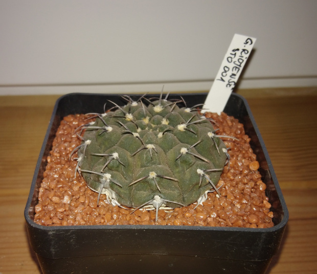 Gymnocalycium bodenbenderianum STO 87-11/2