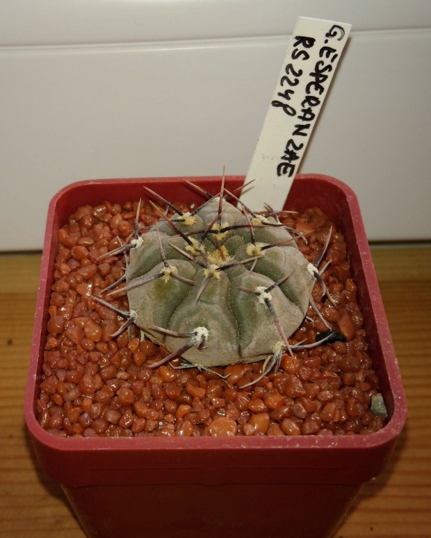 Gymnocalycium esperanzae RS 2248