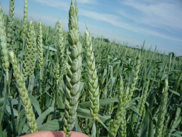 pszenica 08 czerwiec