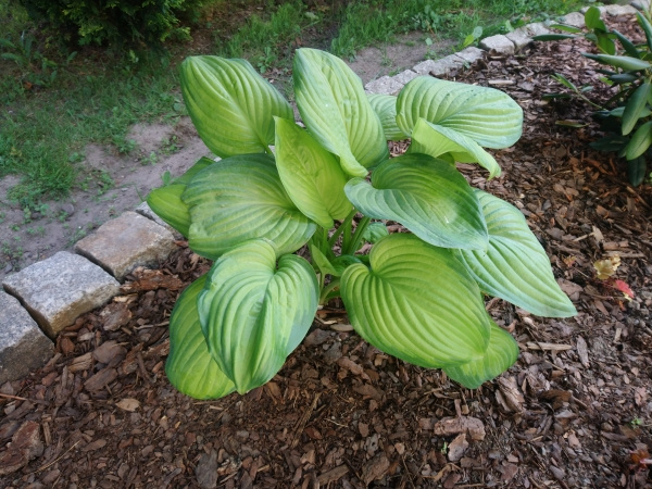 Hosta Guacamole