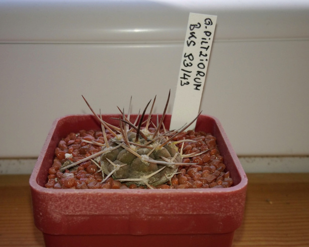 Gymnocalycium bodenbenderianum subsp. pilztiorum BKS 93/43