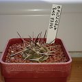 Gymnocalycium bodenbenderianum subsp. pilztiorum BKS 93/43