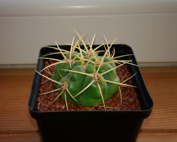 Gymnocalycium monvillei P 012