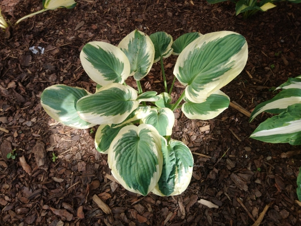 Hosta Snow Cap