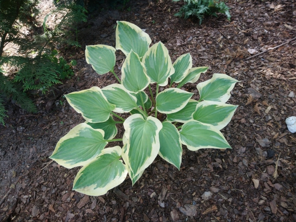 Hosta Pilgrim