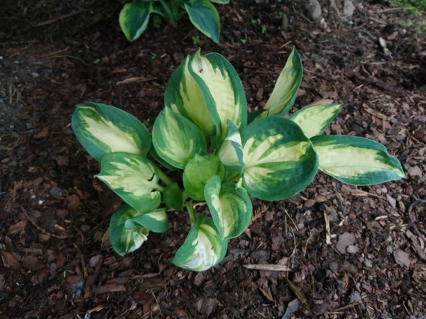 Hosta Popcorn