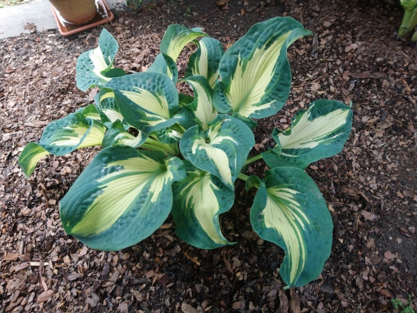 Hosta Golden Meadows