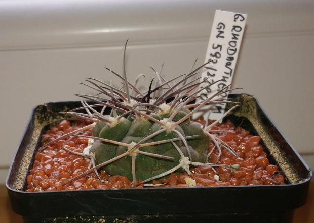 Gymnocalycium rhodantherum GN 592/2390