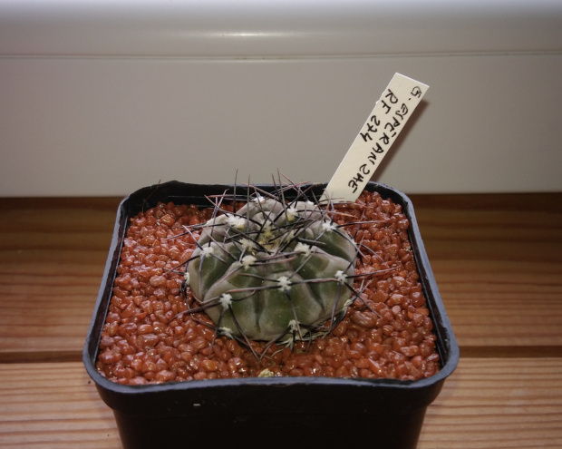 Gymnocalycium espezanzae RF 274