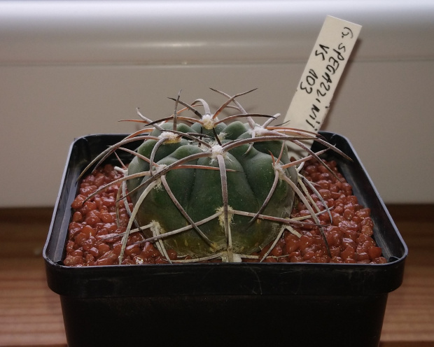 Gymnocalycium spegazzinii VS 103