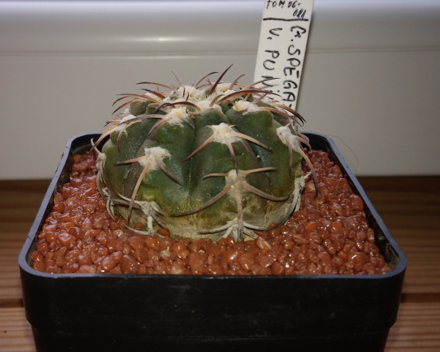 Gymnocalycium spegazzinii v. punillense TOM 06-081