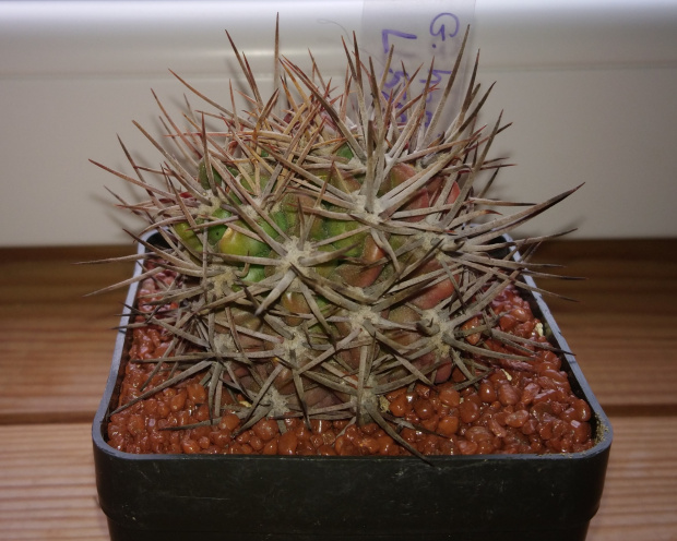 Gymnocalycium horridispinum L 517