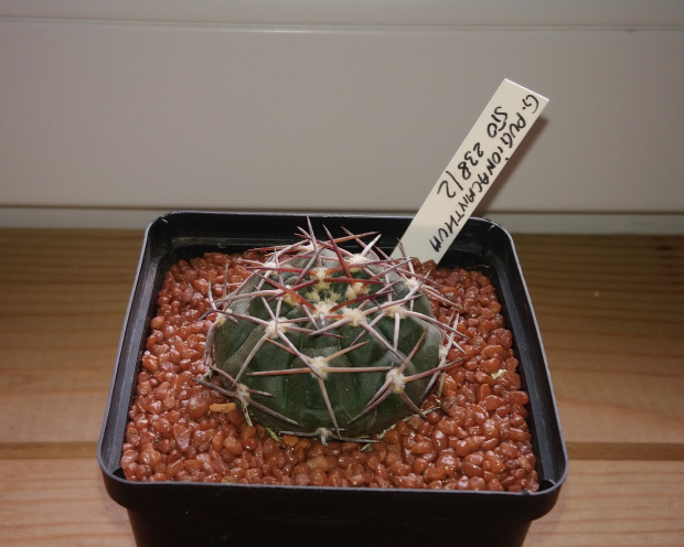 Gymnocalycium pugionacanthum STO 238/2