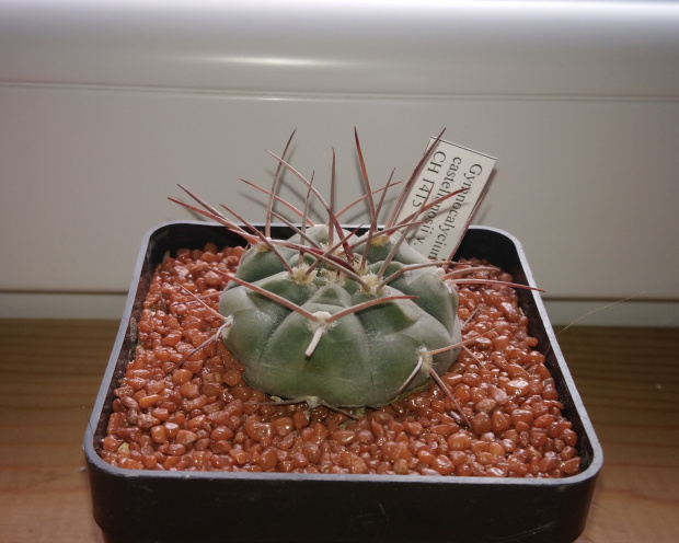 Gymnocalycium castellanosii v. bozsingianum CH 1415