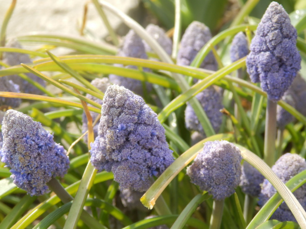 muscari blue spike