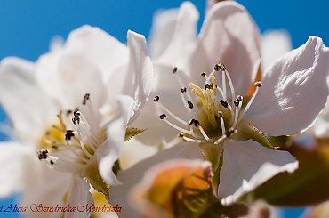 Wiosna 2020 ,Grusza. #owady #przyroda #ogrody #lilie