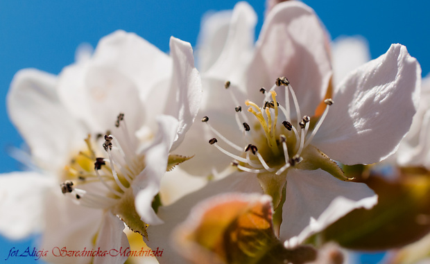 Wiosna 2020 ,Grusza. #owady #przyroda #ogrody #lilie