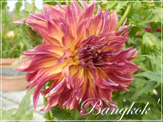 dahlia 'bangkok'