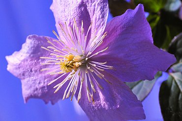 Clematis.- #kwiaty #Clematis #ogrody