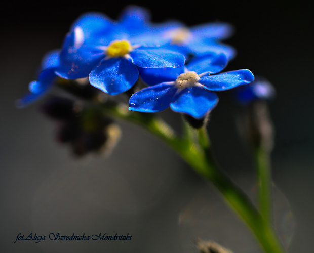 Niezapominajki... #kwiaty #niezapominajki #ogrody #wiosna2020 #natura