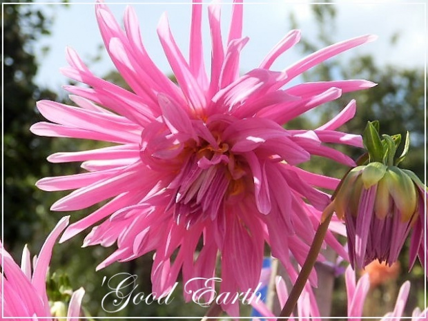 dalia 'good earth'