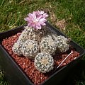 Gymnocalycium bruchii LF 86