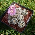 Gymnocalycium bruchii LF 86