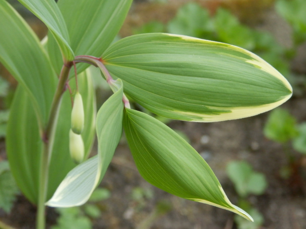 polygonatum variegata