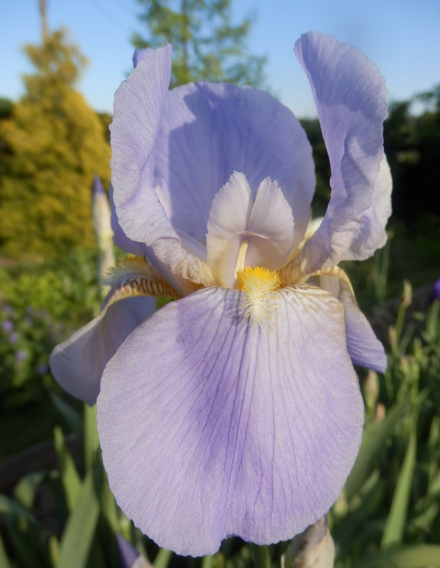 iris great lake