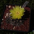 Gymnocalycium andreae v. longispinum WR 108