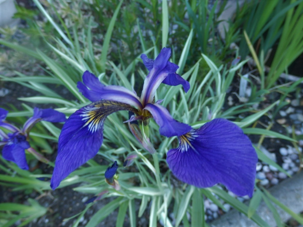iris sibirica variegata