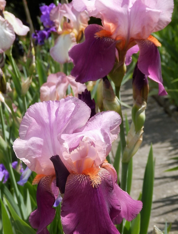 iris color splash
