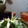 Euphorbia ssp.