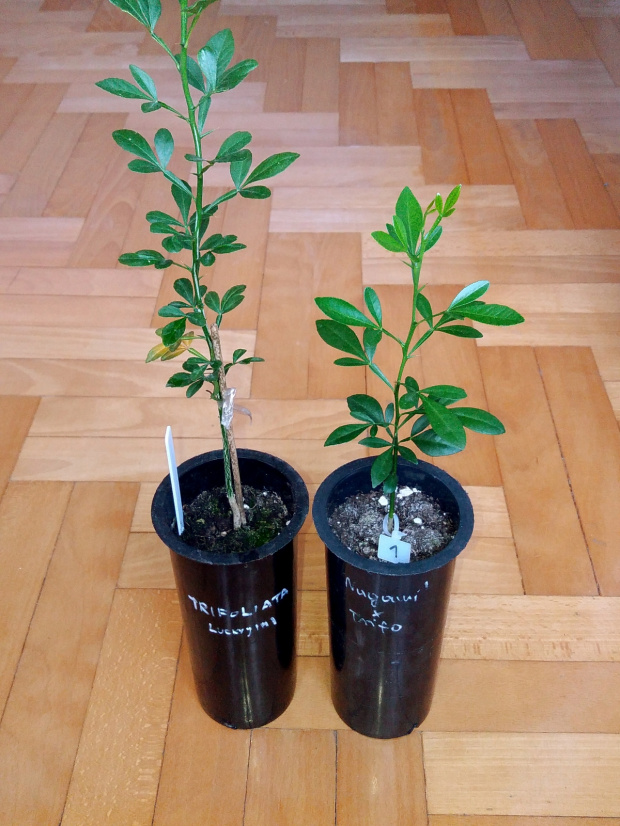 Standard Trifoliata vs. Nagami x Trifoliata
