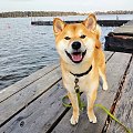 Bisho Go Oaza Shiby #bisho #shibadog #shibaken #shibainu #shibainustagram shibainupuppy #weloveshibainu #pieseł #shibamania #dog #shibainustagram #instadog #instashiba #_shibainulove_ #bisho #bishoshibainu #shibainubisho #bishogooazashiby #za