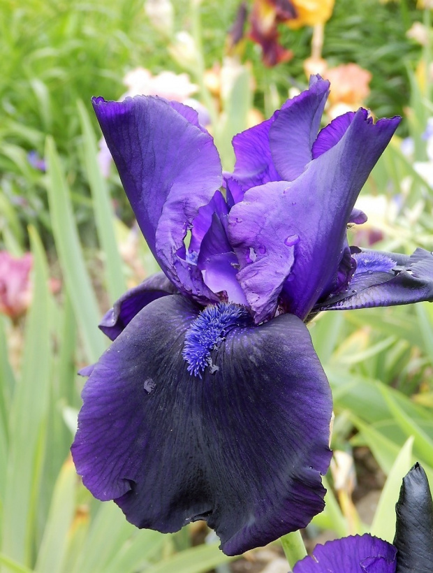 iris storm flurry