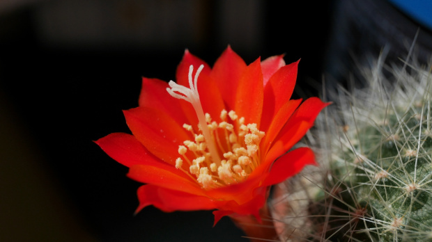 Rebutia senilis var. elegans