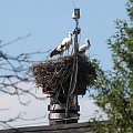 28.07.2020, 15:30 Młode w gnieździe. Widok na gniazdo od strony skrzyżowania ulic Daszyńskiego i Kuźniczej.