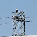 1.08.2020, 10:25 Beskidek stał na słupie wysokiego napięcia.