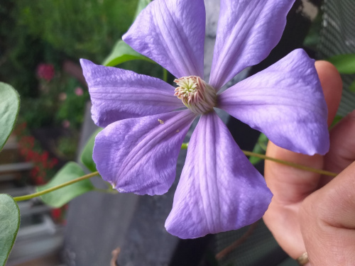 powojnik lub clematis.