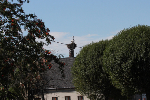 28.07.2020, 15:30 Młode w gnieździe. Widok na gniazdo od strony skrzyżowania ulic Daszyńskiego i Kuźniczej.