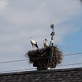 28.07.2020, 15:30 Młode w gnieździe. Widok na gniazdo od strony skrzyżowania ulic Daszyńskiego i Kuźniczej.