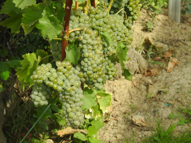 Sauvignon Rytos grona