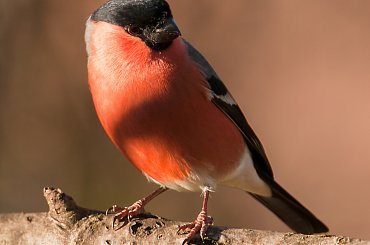 Gil #Gil #ptaki #wiewiórka #natura #zwierzeta #dokarmianie #zwierzat